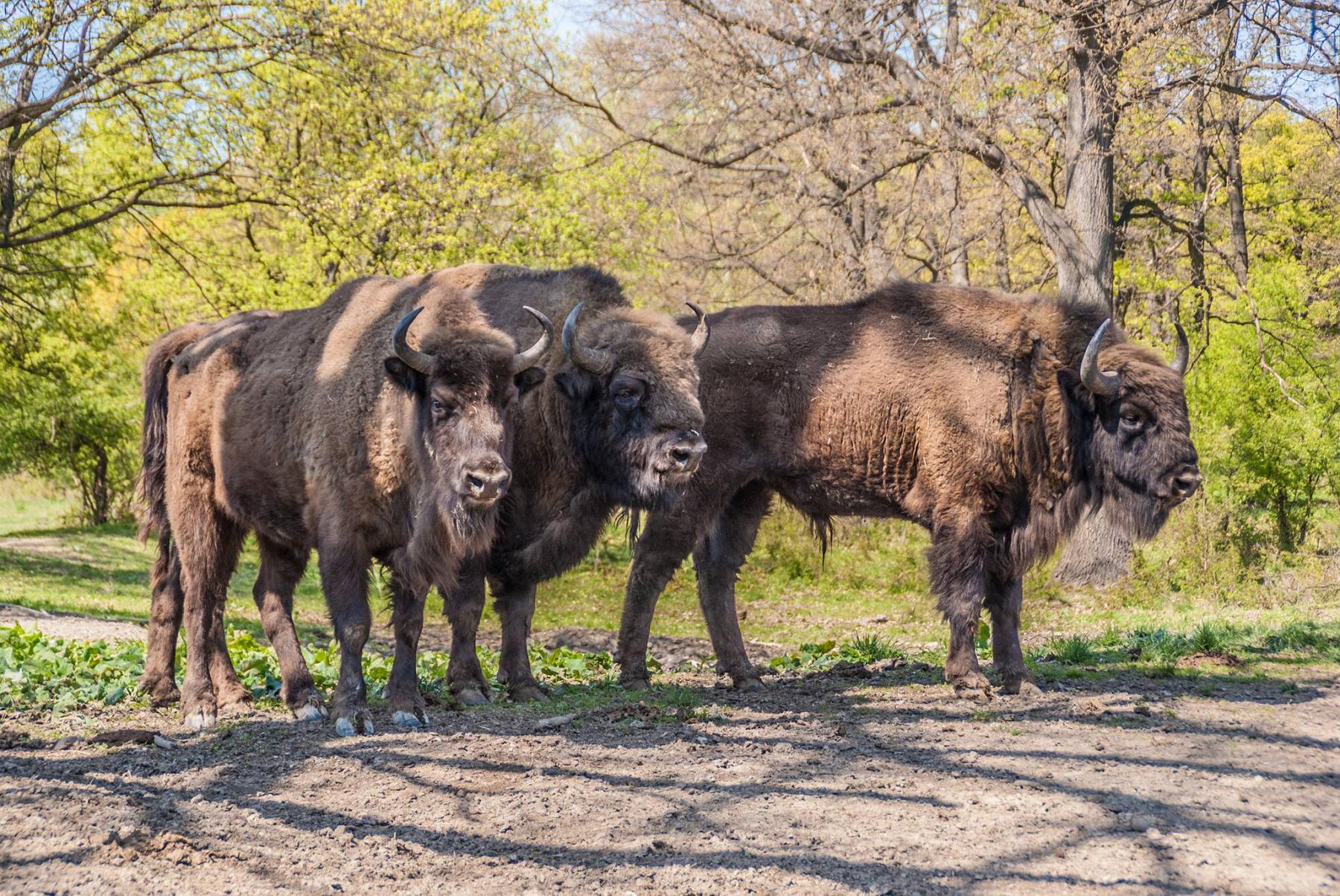 Zubria zvernica Topoľčianky